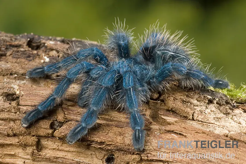 Mygale arboricole de Martinique, Avicularia versicolor