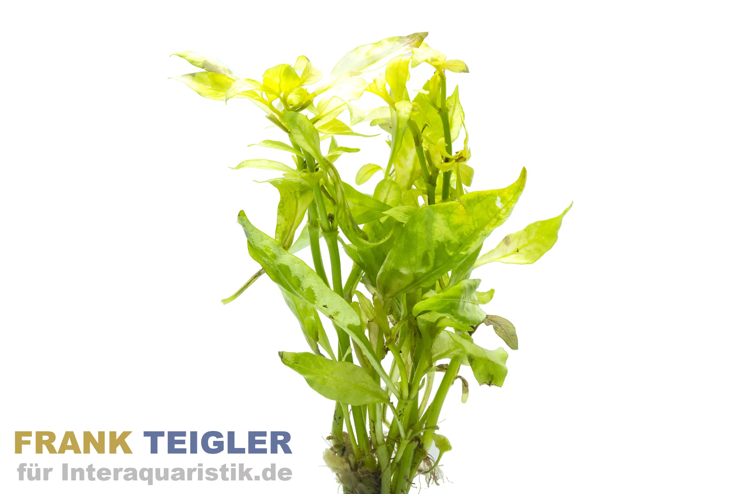Alternanthère en forme de haie, Alternanthera ficoidea, en pot
