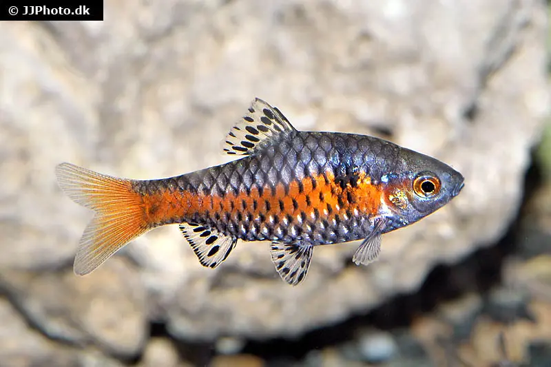 Barbus d'Odessa, Pethia padamya (Barbus odessa)