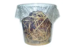 Petite mouche des fruits, Drosophila melanogaster, souche d'élevage, 500 ml