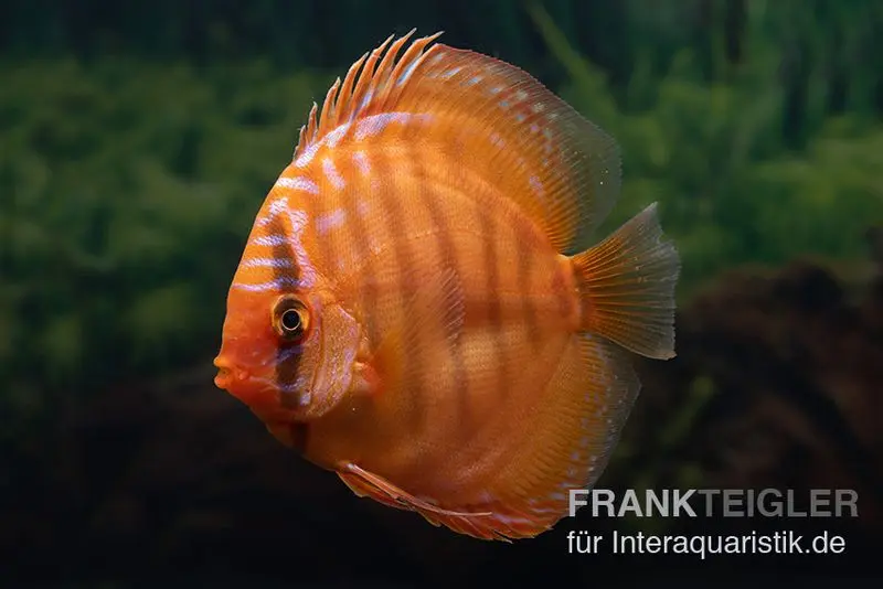 Discus élevage asiatique, Symphysodon discus Super Red brown