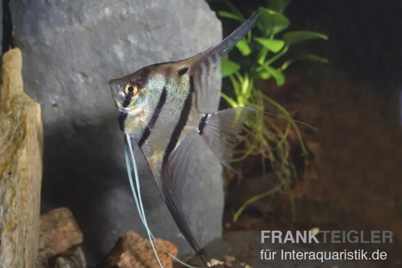Scalaire Altum du Pérou, Pterophyllum cf. scalare peruensis