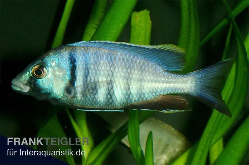 Incubateur buccal de Likoma, Placidochromis electra « Black Face »
