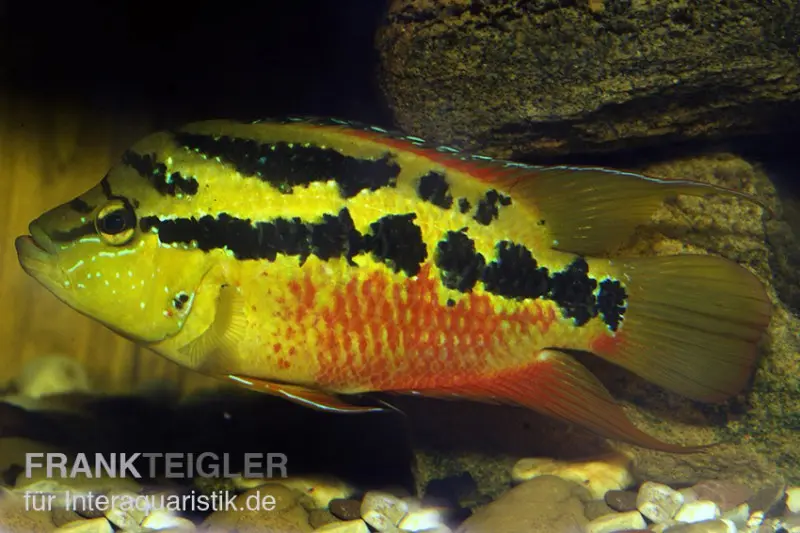 Cichlidé de Salvin, Cichlasoma salvini, élevage allemand
