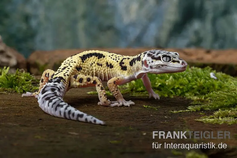 Gecko léopard, Eublepharis macularius, LEMON FROST MACK SNOW