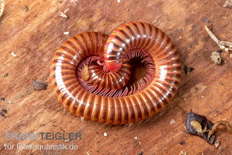 Mille-pattes rouge brillant, Spirostreptus brachycerus