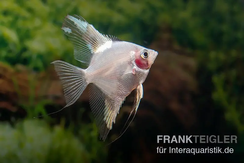 Scalaire Bulgarian Green Red Cheek, Pterophyllum scalare