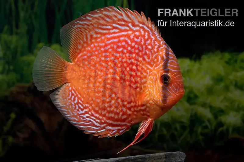 Discus élevage asiatique, Symphysodon discus Leopard snakeskin (Red spotted snake)