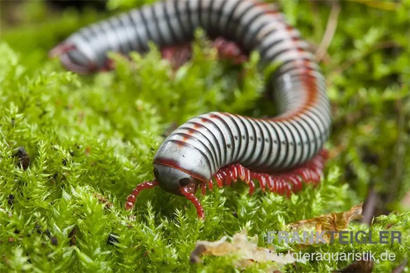 Mille-pattes arc-en-ciel, Tonkinbolus dollfusi