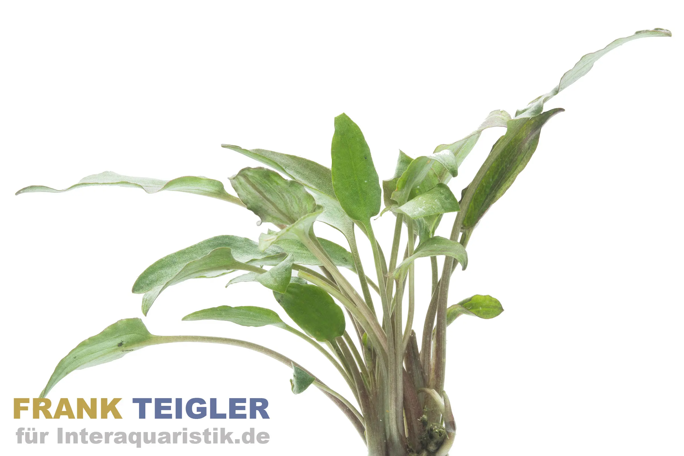 Cryptocoryne rouge à larges feuilles, Cryptocoryne undulatus red, en pot