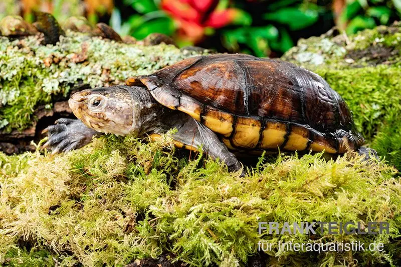 Tortue musquée scorpion, Kinosternon scorpioides, DNZ