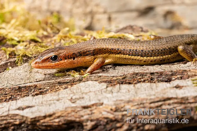 Mabuya du Sénégal, Trachylepis affinis