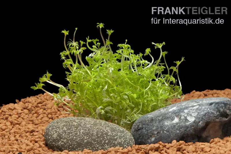 Petite ambulie, Limnophila sessiliflora, en botte