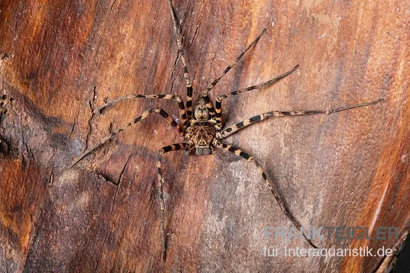 Araignée-crabe géante, Heteropoda cf. Maxima