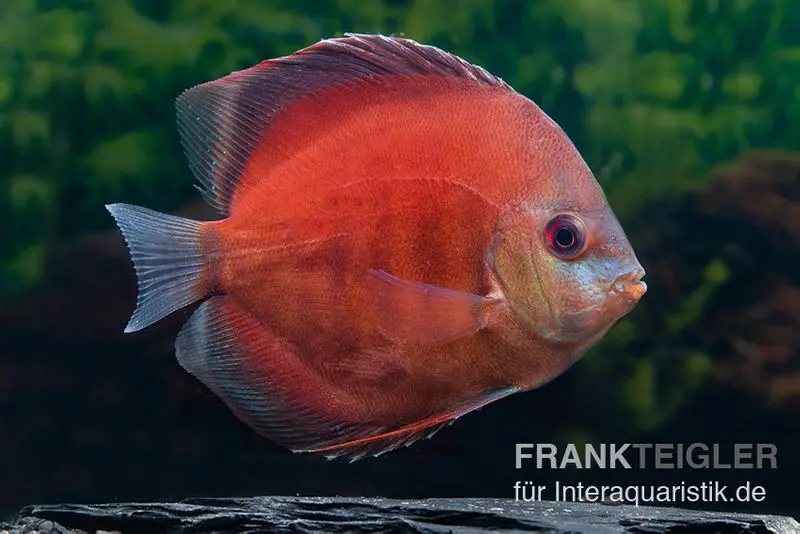 Discus élevage asiatique, Symphysodon discus Tomato