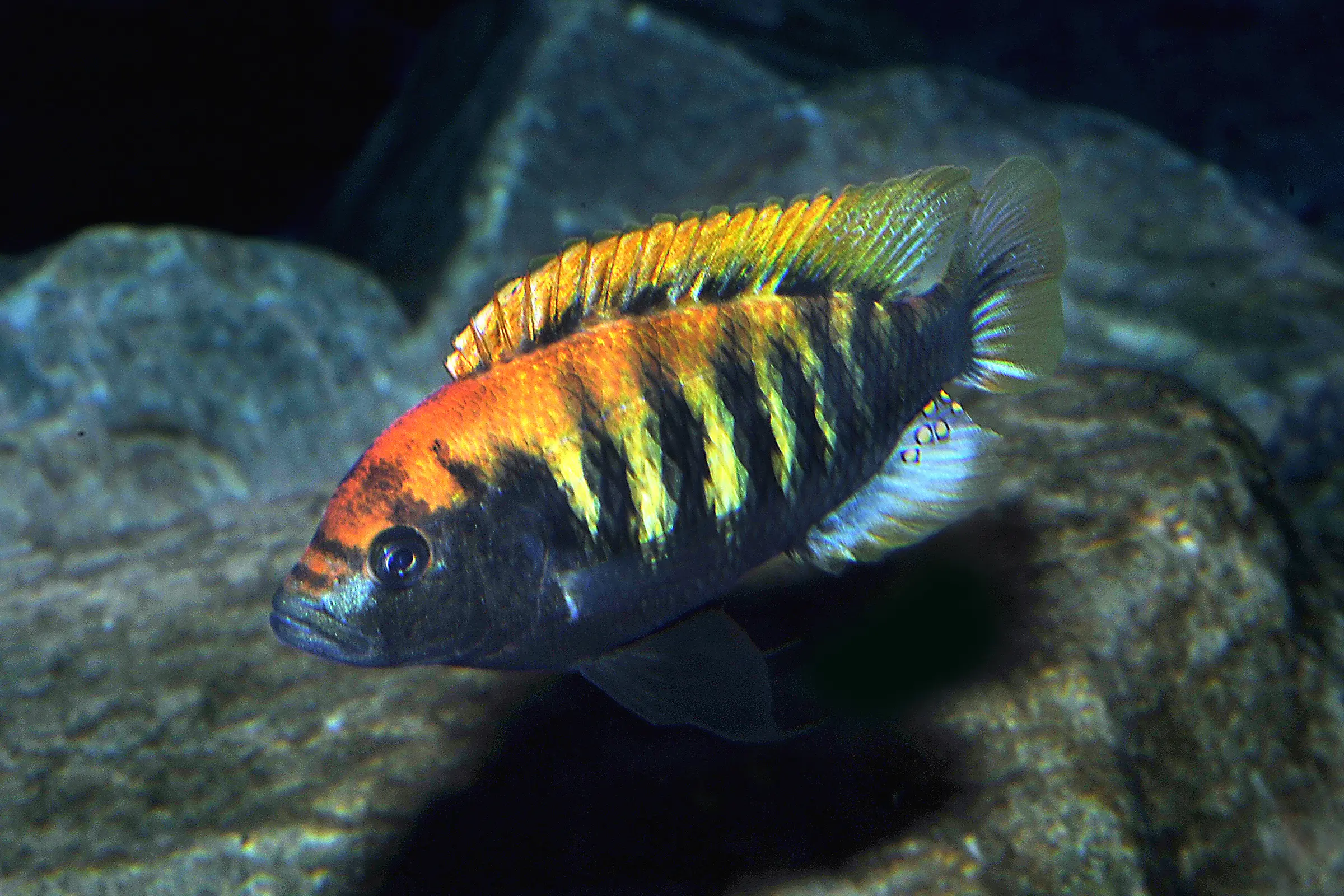 Cichlidé du lac Victoria de Nyerere, Haplochromis nyererei, issu d’élevage, 4-5 cm