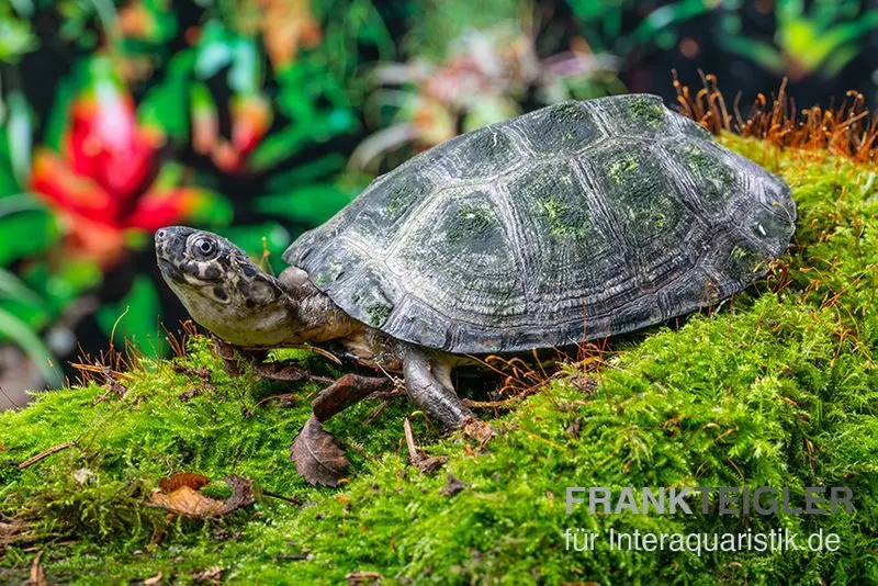 Tortue pélomédusidé à bande dorsale, Pelusios gabonensis