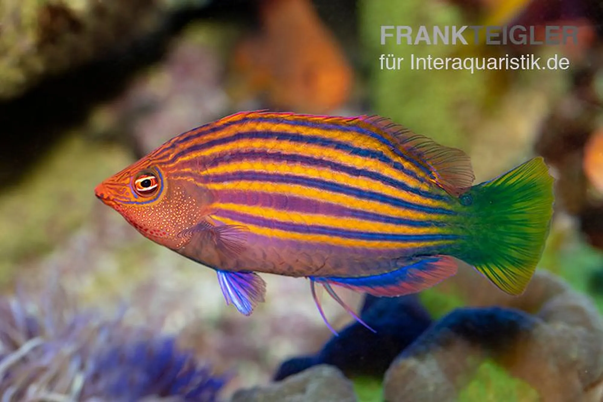 Sechsstreifen-Lippfisch, Pseudocheilinus hexataenia, ca. 2,0-3,0 cm