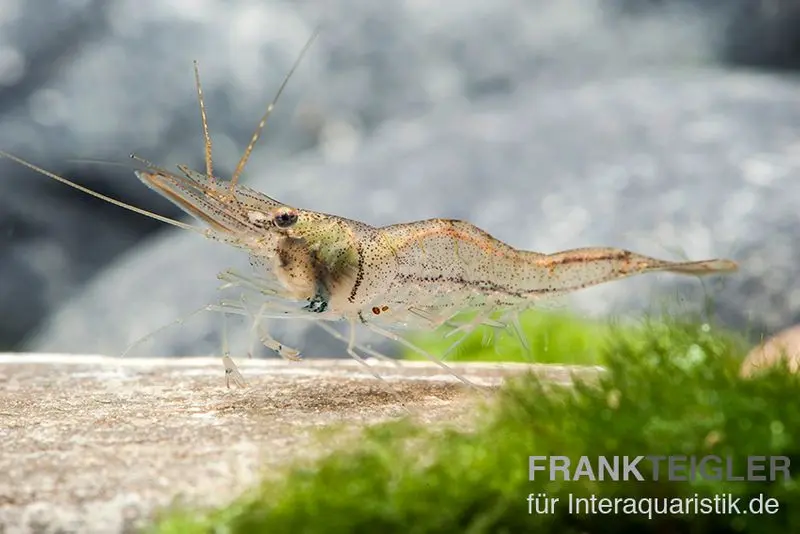 Crevette planeuse nigériane, Desmocaris trispinosa