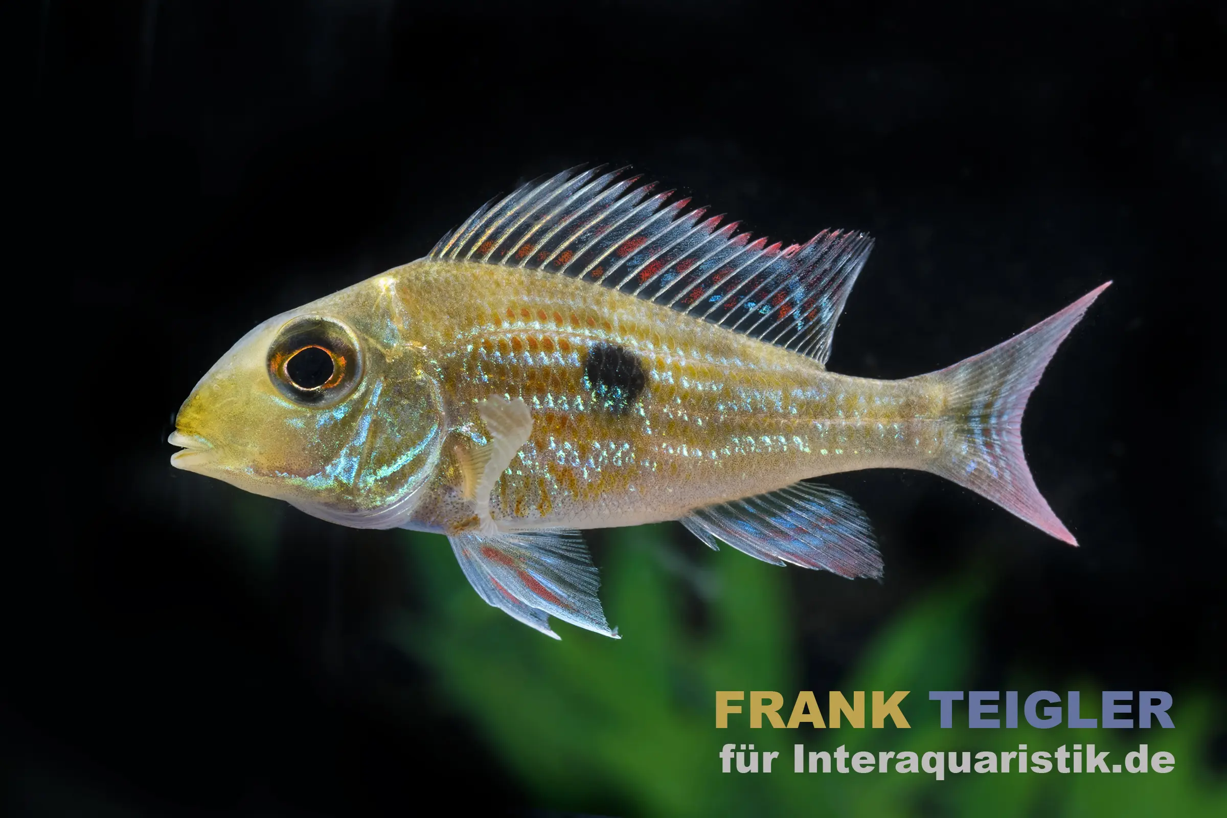 Mangeur de terre de Sveni, Geophagus sveni, 5-6 cm