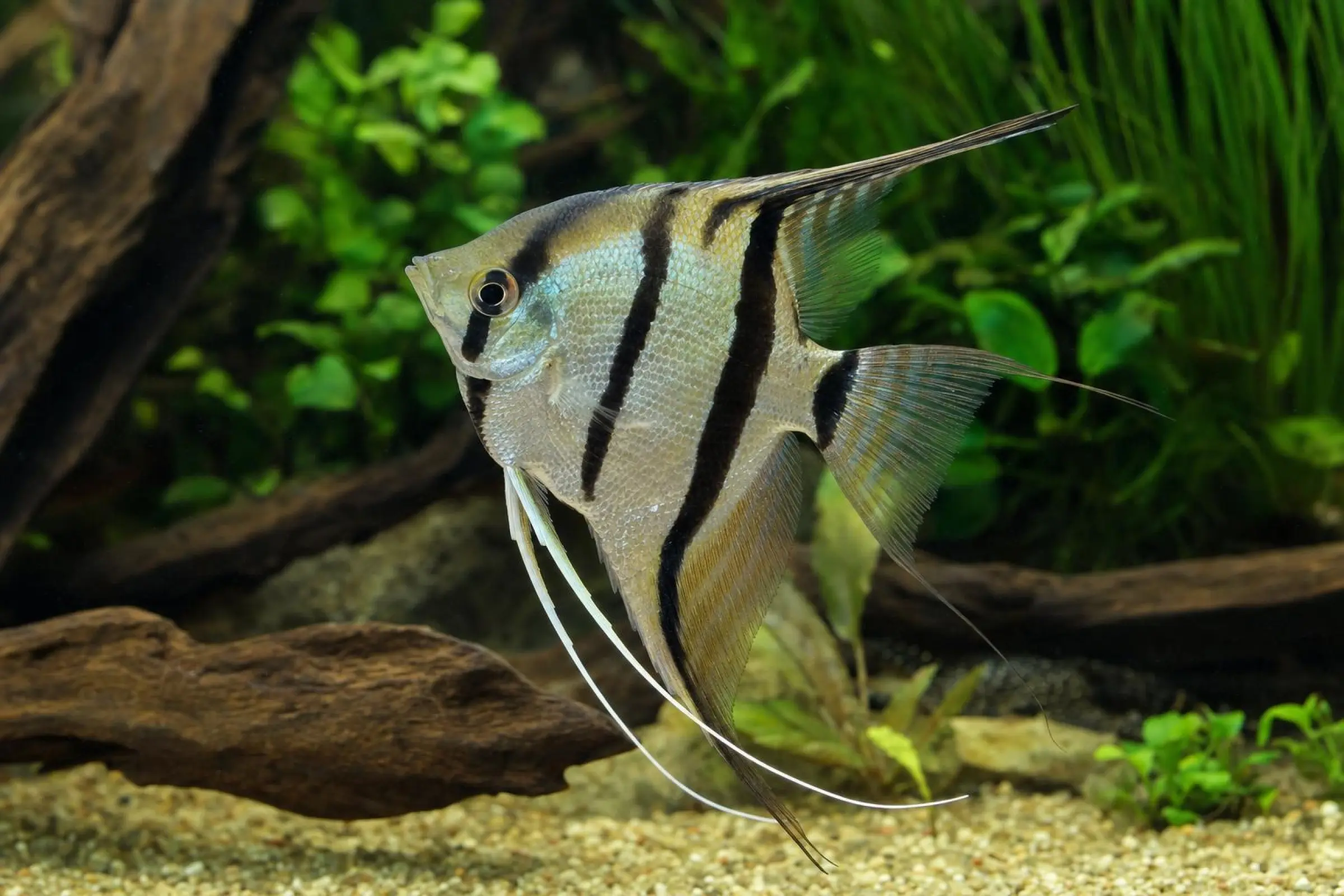 Scalaire du Rio Nanay Pérou, Pterophyllum scalare « Rio Nanay »
