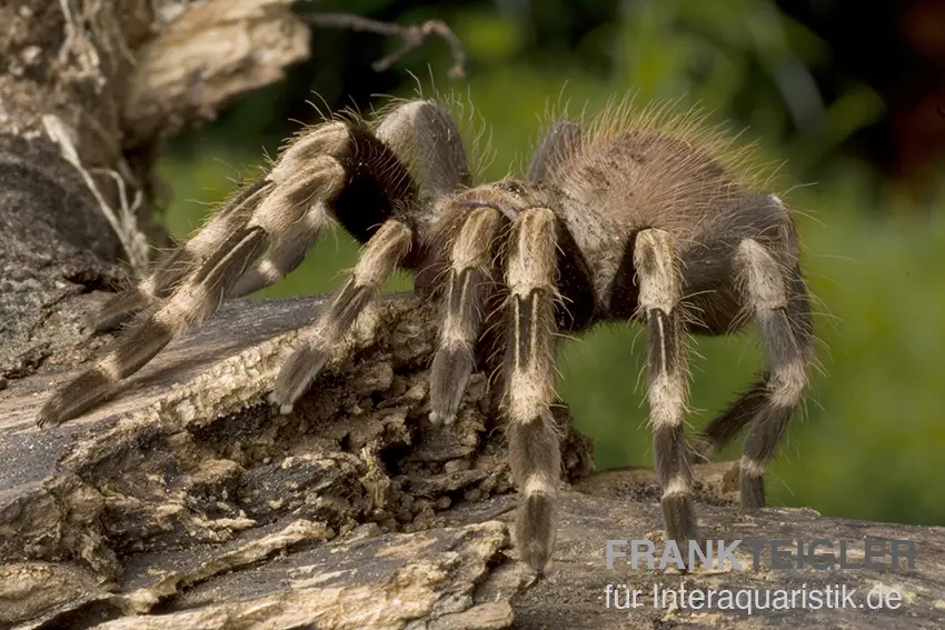 Mygale à genoux blancs, Acanthoscurria geniculata