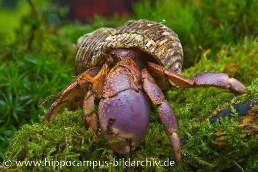 Crabe ermite terrestre, Coenobita brevimanus (crabe ermite terrestre à grosses pinces)
