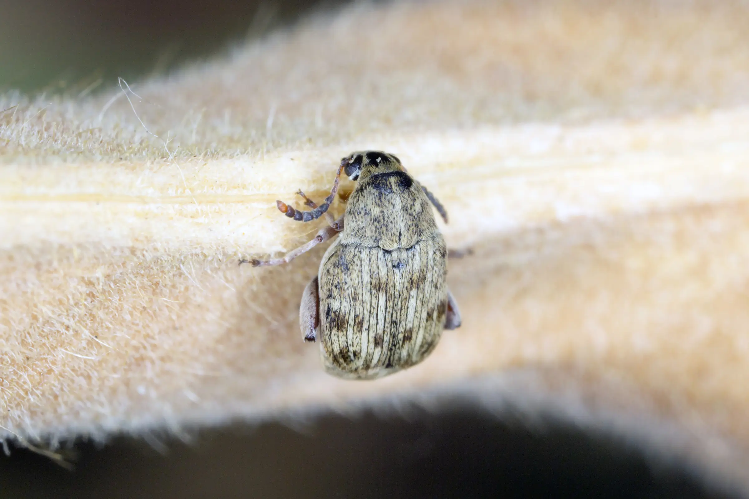 Bruche du haricot, Bruchus maculatus, souche d'élevage 500 ml