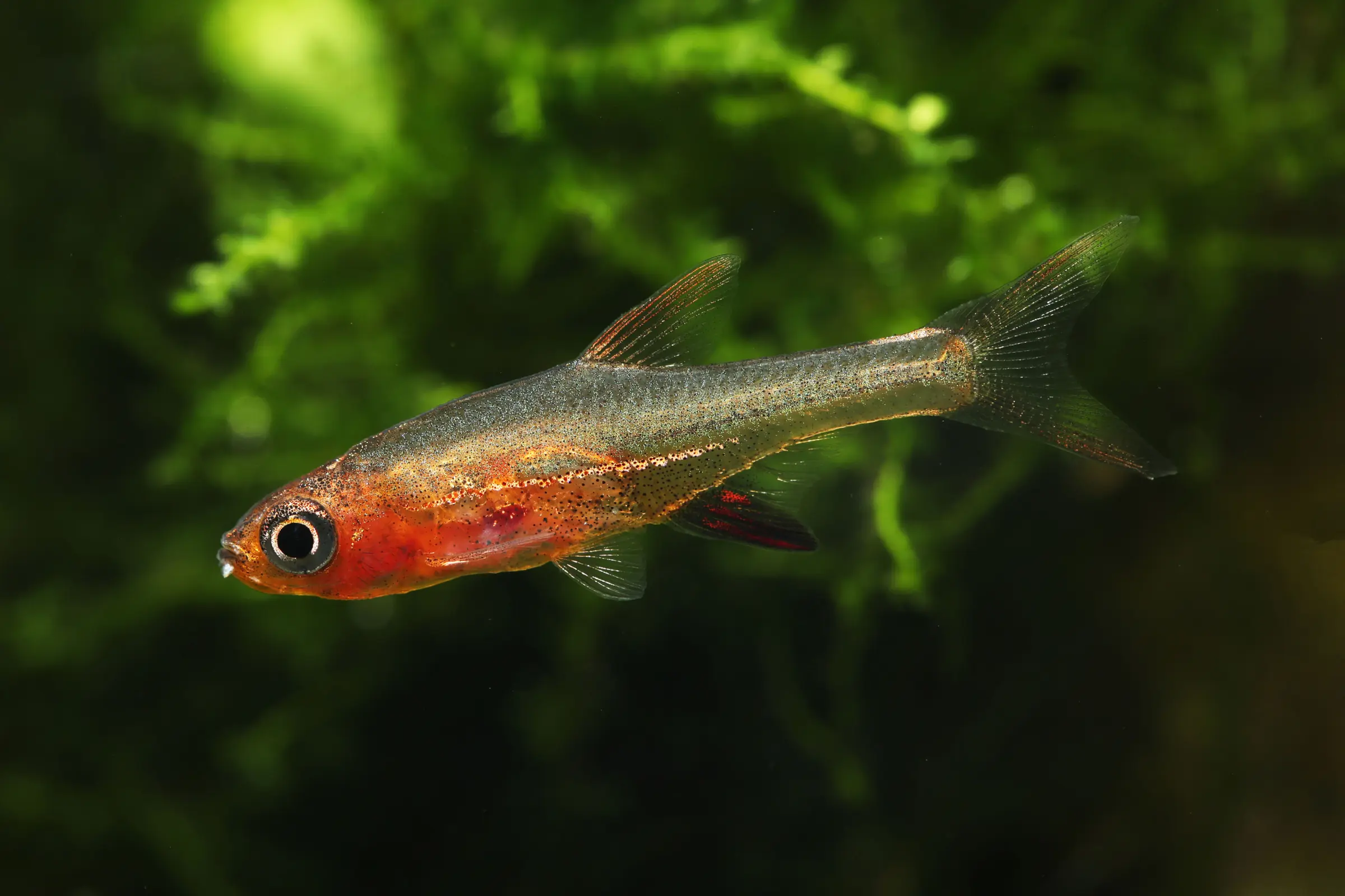 Barbus écarlate, Sundadanio rubellus