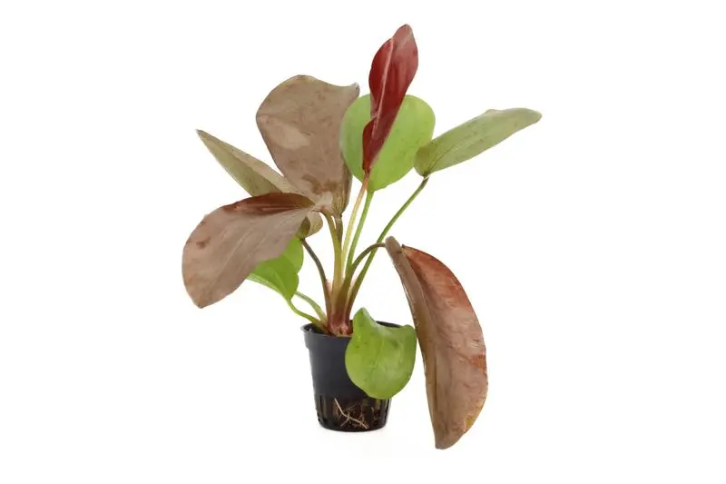 Echinodorus « Paul Kloecker », en pot