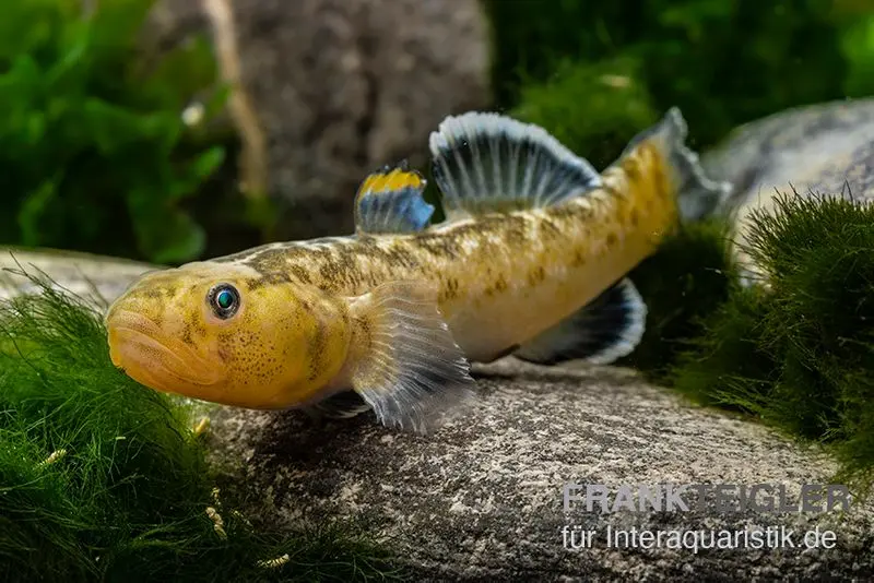 Gobie du désert australien, Chlamydogobius eremius