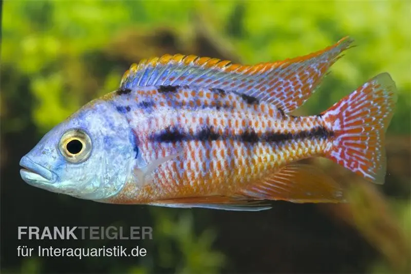 Protomelas taeniolatus "Boadzulu", 4-5 cm