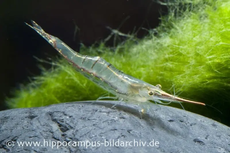 Crevette rhinocéros rouge, Caridina gracilirostris