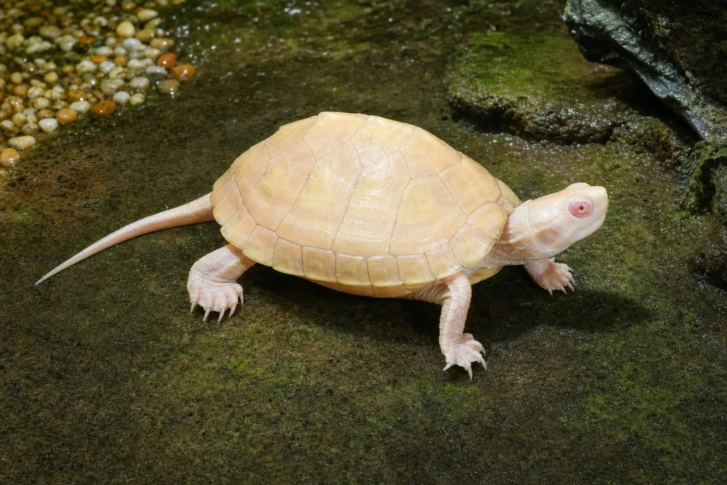 Tortue chinoise à trois carènes « Albinos », Mauremys reevesii