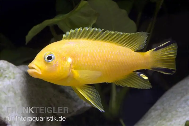 Cichlidé Daktari, Pseudotropheus sp. Daktari