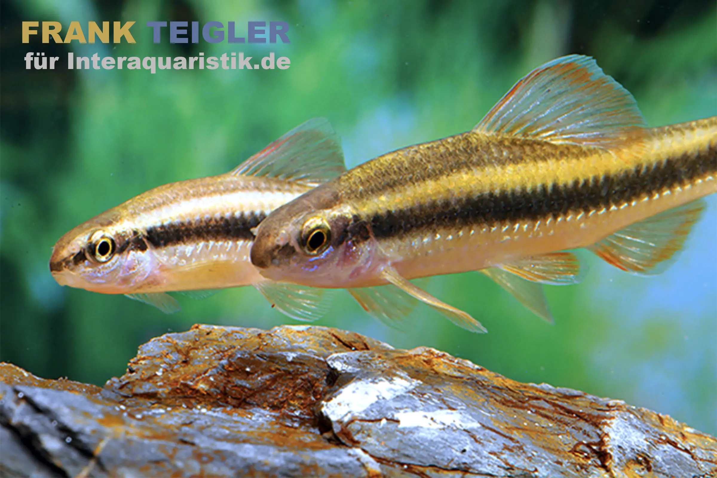 Goujon à bande dorée, Sarcocheilichthys parvus, 5-7 cm