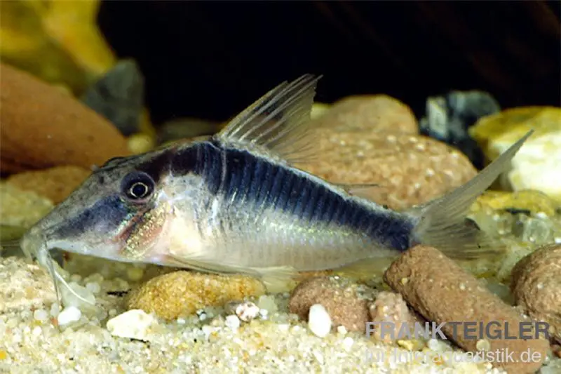 Corydoras cuirassé à ailes, Corydoras semiaquilus sp. aff. PERU