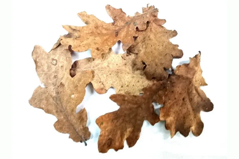 Feuilles de chêne, 30 pièces