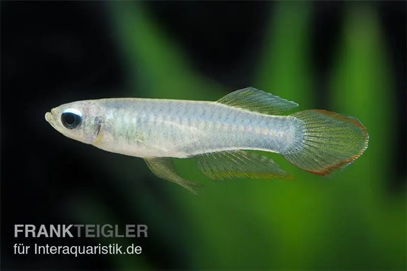 Poisson à œil lumineux de Johnston, Aplocheilichthys johnstoni