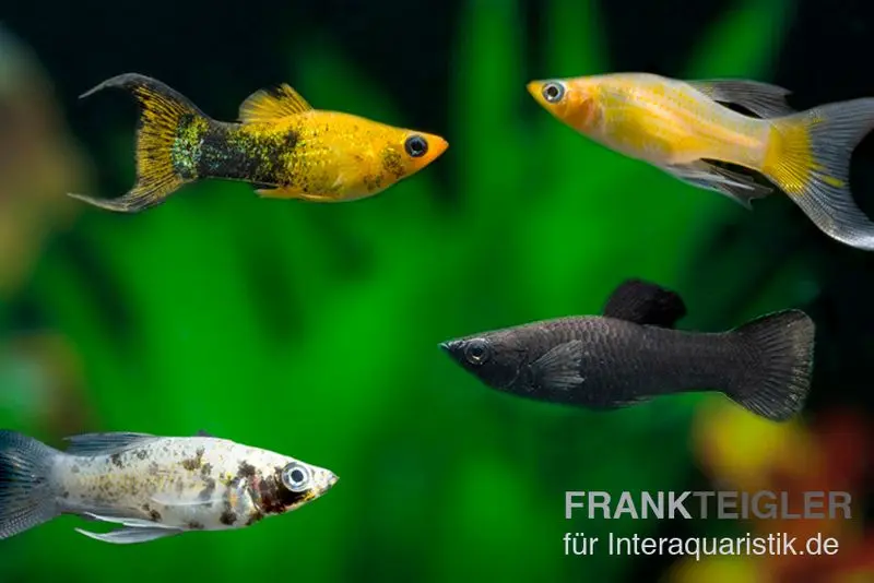 Molly-Mix, Poecilia sphenops en mix