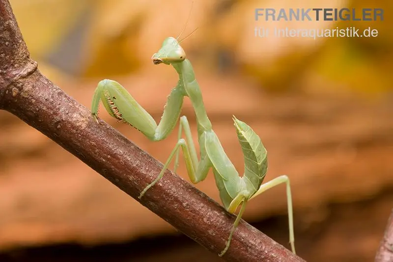 Mante verte, Green Mantis, Hierodula patellifera
