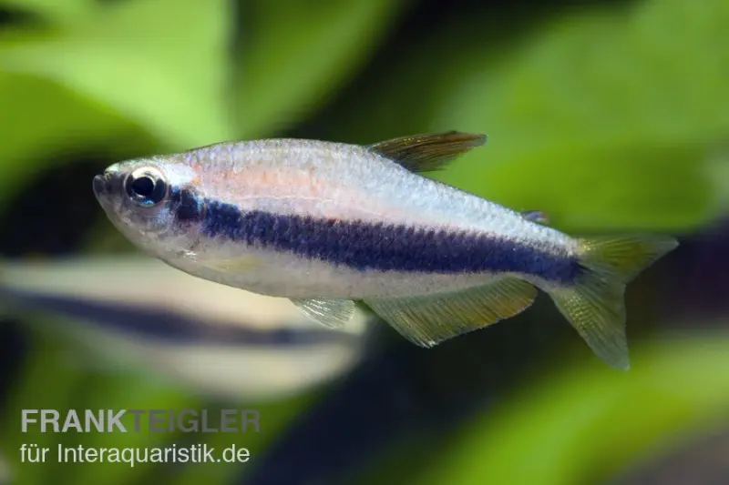 Tétra royal, Inpaichthys kerri