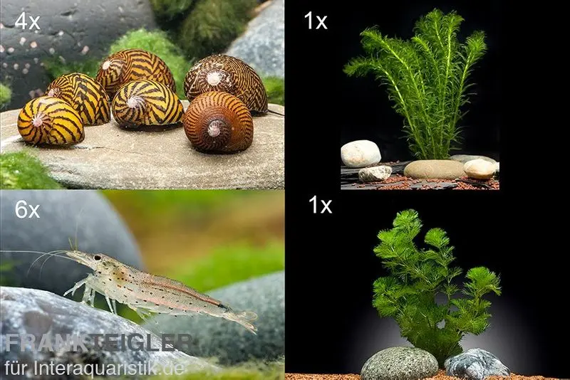 Lot Brigade anti-algues : 5 x escargot Neritina + 6 x crevette Amano taille M + 2 plantes