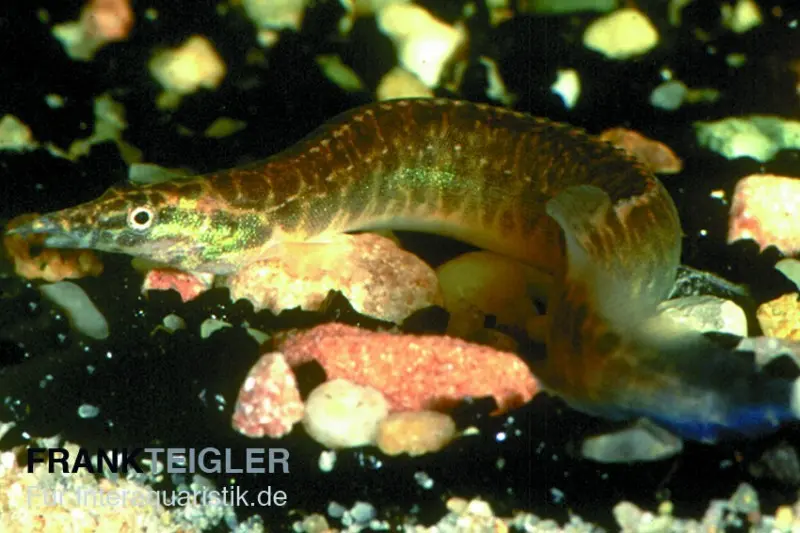 Anguille épineuse ceinturée, Macrognathus circumcinctus