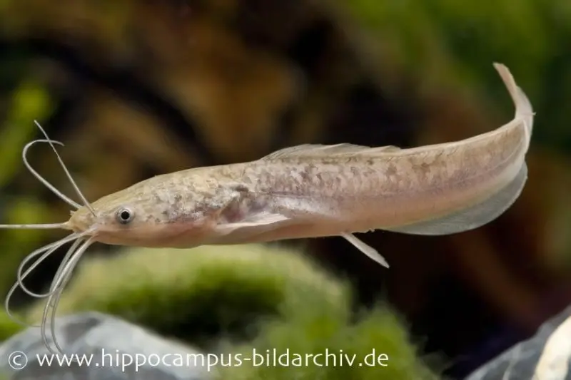 Silure grenouille, Clarias batrachus couleurs naturelles, NA