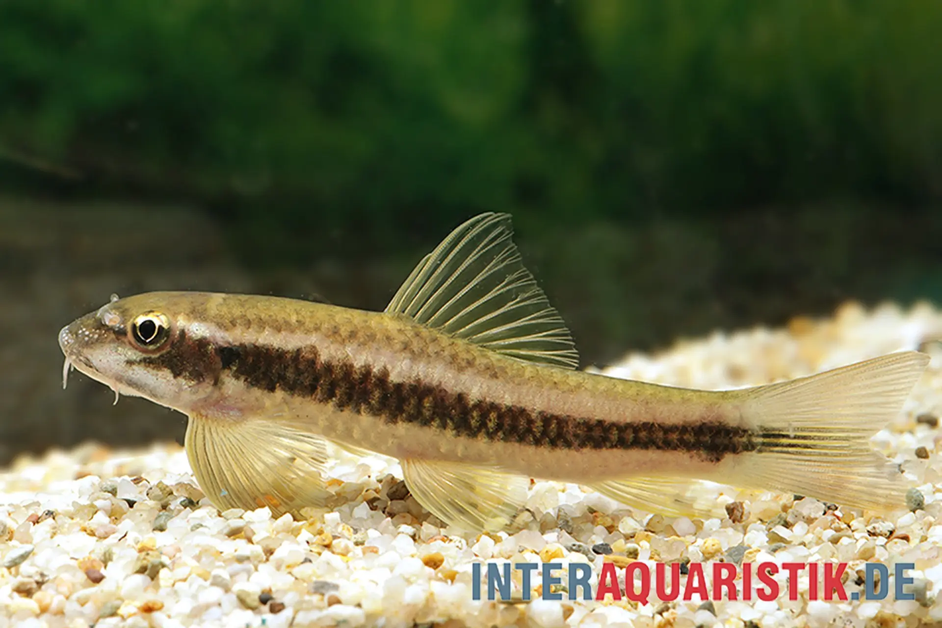 Mangeur d’algues du Sri Lanka, Garra ceylonensis