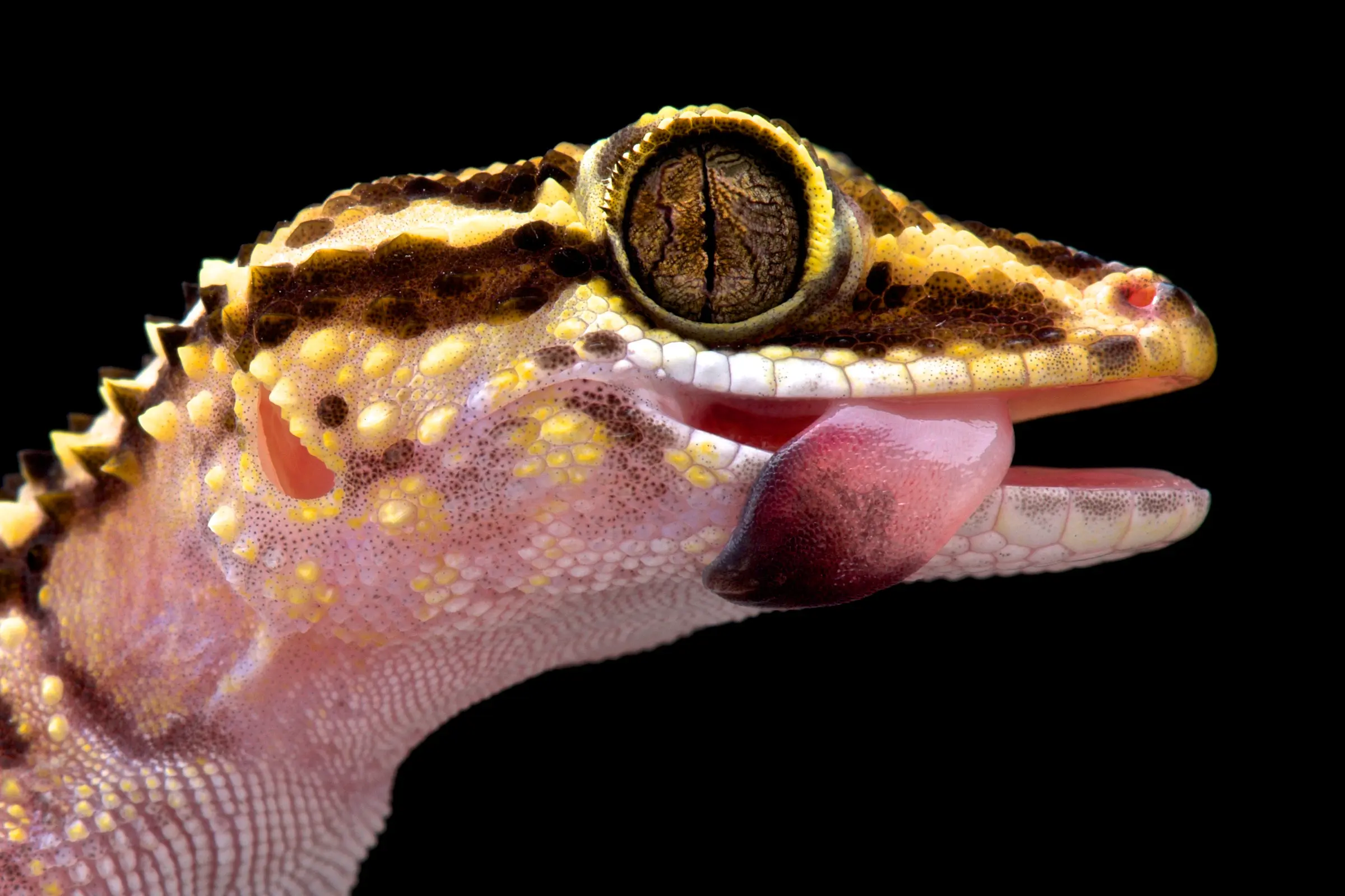 Gecko de Lohatsara, Paroedura lohatsara