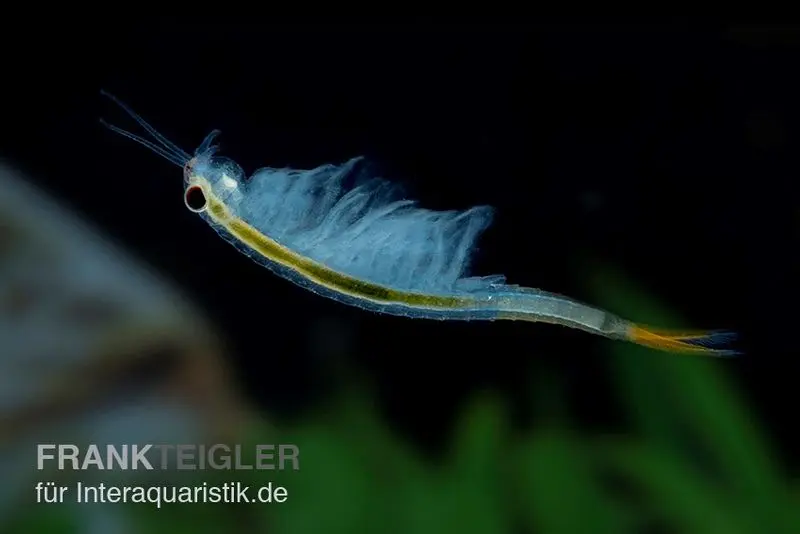 Crevettes féeriques thaïlandaises, Branchinella thailandensis sanoamuang, 10.000 œufs