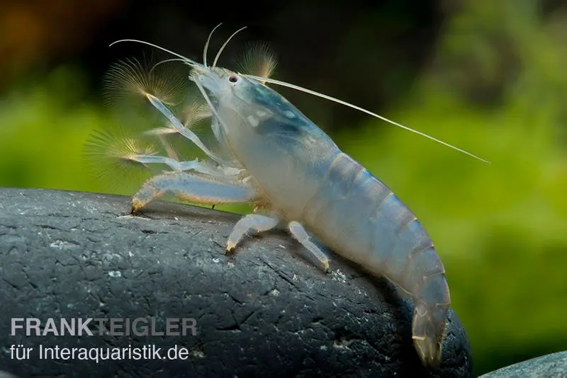 Crevette éventail bleue géante, Atya gabonensis