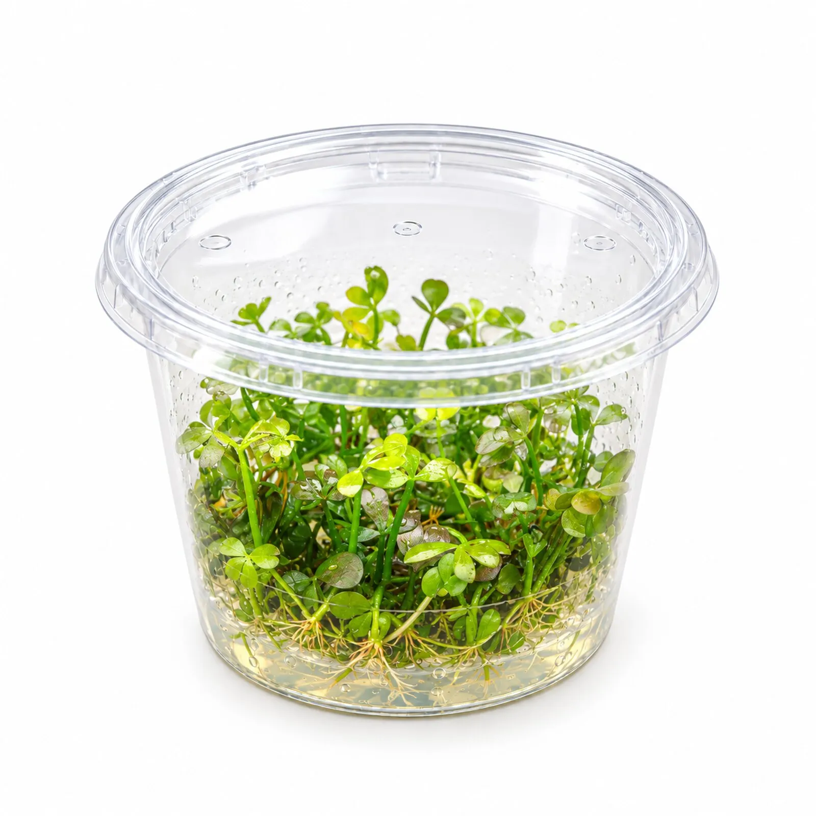 Fougère trèfle naine, Marsilea hirsuta, in vitro